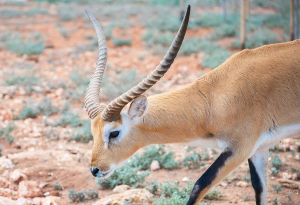 Addax walking in national park. Addax nasomaculatus. — Stock Photo, Image