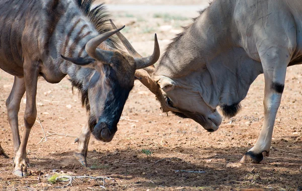 Blue wildebeest fighting in national park. Connochaetes taurinus. — Stock Photo, Image