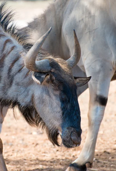 Blue wildebeest in national park. Connochaetes taurinus. — Stock Photo, Image