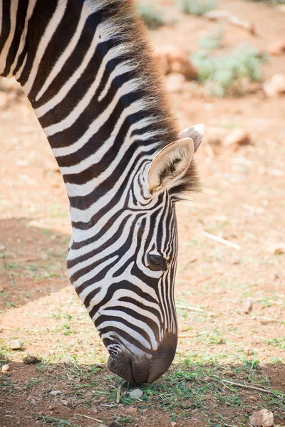 Góra zebra eaiting trawa w parku narodowym. — Zdjęcie stockowe