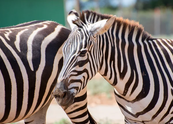 Mountain zebra walking in national park. Equus zebra. — Stock Photo, Image