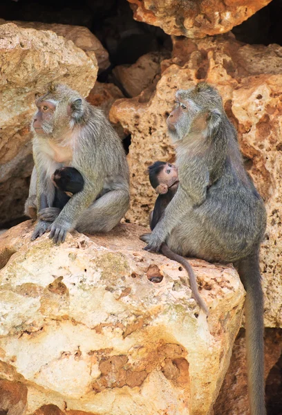 Family of monkeys sitting on the stones. — Stock Photo, Image