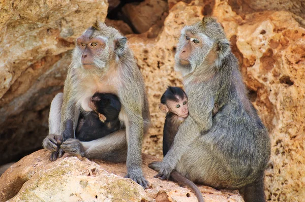 Family of monkeys sitting on the stones. — Stock Photo, Image