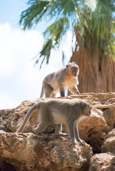 Two monkeys sitting on the stones. — Stock Photo, Image