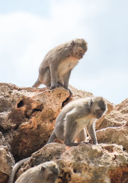 Two monkeys sitting on the stones. — Stock Photo, Image