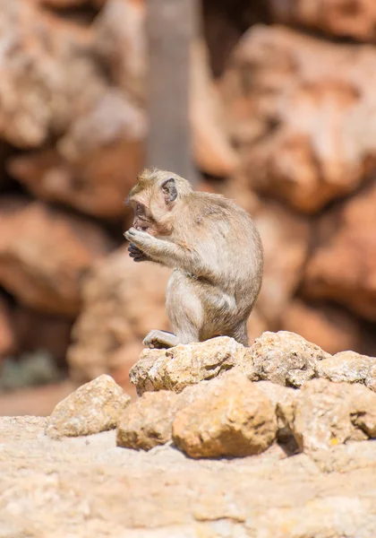 Little monkey eating in national park. — Stock Photo, Image