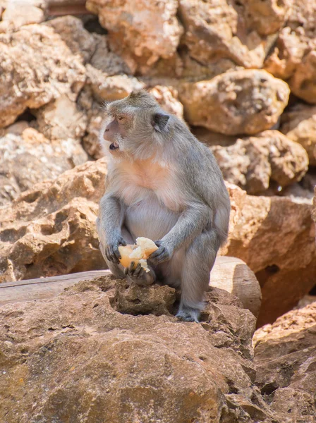 Monkey eating bread in national park. — Stock Photo, Image