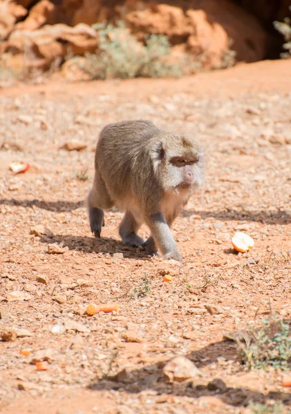 Monkey walking in national park. — Stock Photo, Image