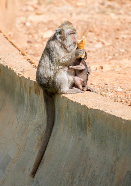 Monkey feeding her baby in national park. — Stock Photo, Image