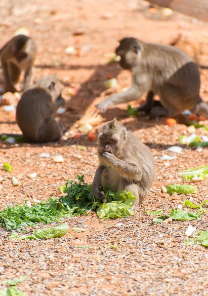 Few monkeys eating in national park. — Stock Photo, Image