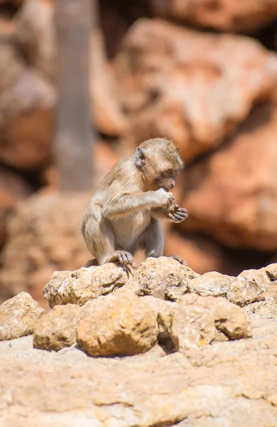 Little monkey eating in national park. — Stock Photo, Image