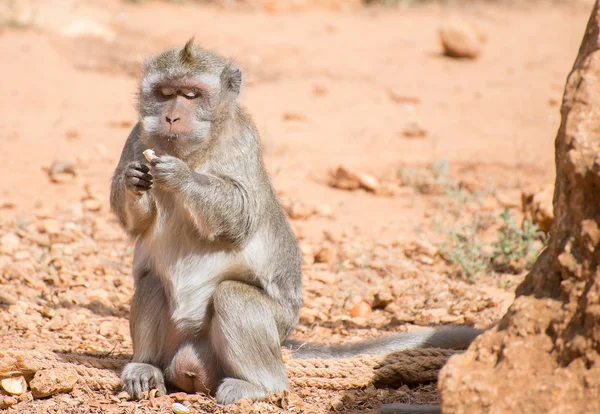 Monkey eating peanut in national park. — Stock Photo, Image