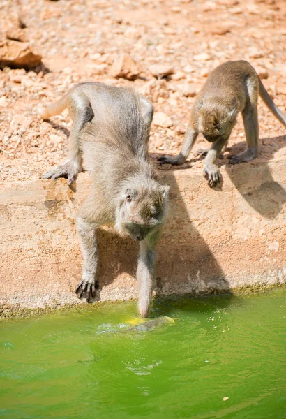 Few monkeys catching fish in a pond. — Stock Photo, Image