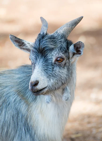 Retrato de cabra en el parque nacional . — Foto de Stock