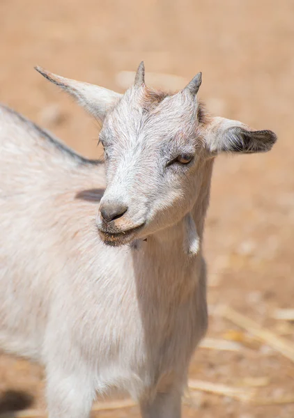 Retrato de cabra blanca en el parque nacional . — Foto de Stock