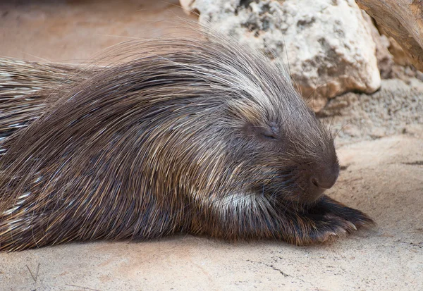 Old World porcupine in national park. Hystricidae. — Stock Photo, Image