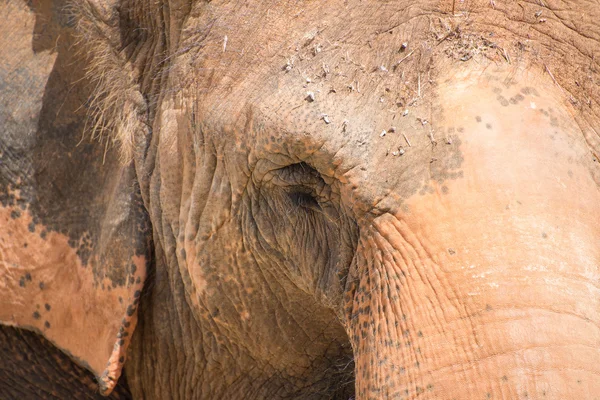 Retrato de cerca de la cara de elefante . — Foto de Stock