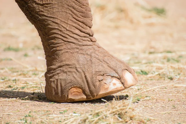 Close-up portrait of elephant's leg. — Stock Photo, Image