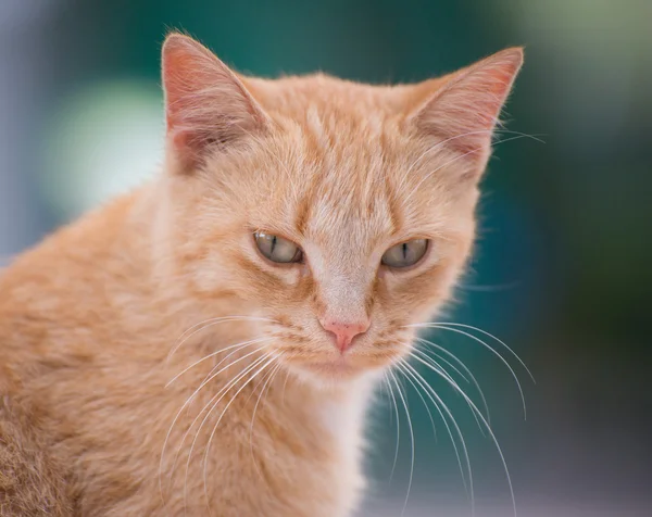 Retrato de gato de rua bonito ao ar livre . — Fotografia de Stock