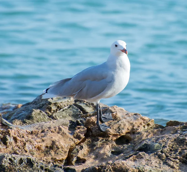 Gaviota de pie en la roca cerca del mar . — Foto de Stock