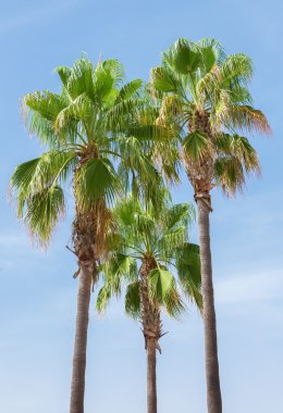 Yeşil mavi gökyüzü arka plan üzerinde palms.