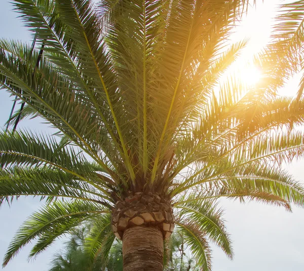 Groene palm op de achtergrond van de zon. — Stockfoto