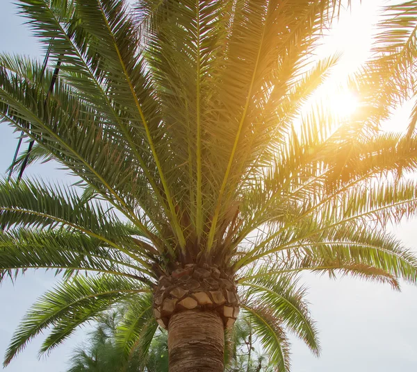 Palma verde sullo sfondo del sole . — Foto Stock