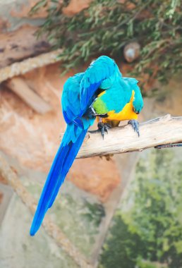 Şube Milli Parkı içinde oturan iki papağan.