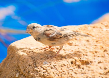 Meraklı serçe bir taşa oturur.
