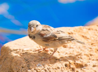 Meraklı serçe bir taşa oturur.