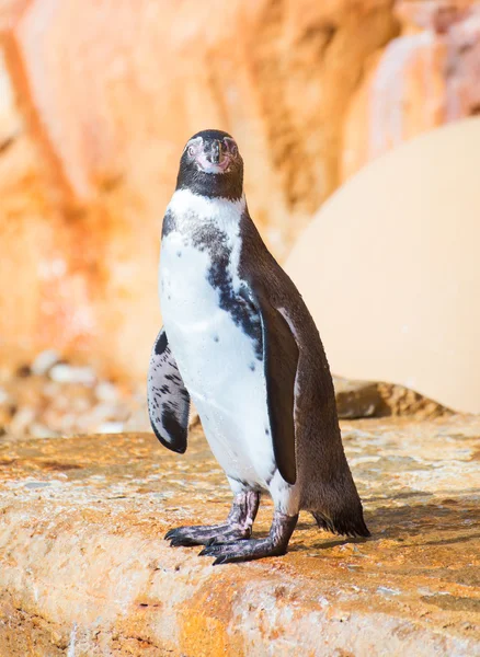 Ritratto di pinguino in piedi sulla roccia . — Foto Stock