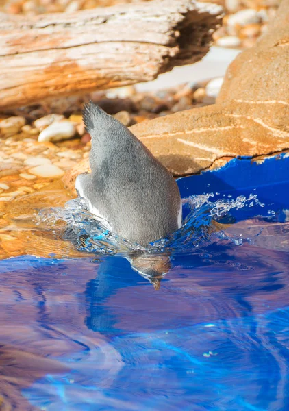 Kleiner Pinguin taucht ins blaue Wasser. — Stockfoto