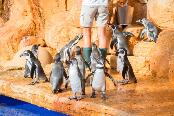 Pinguine füttern. Frau füttert Pinguine im Zoo. — Stockfoto