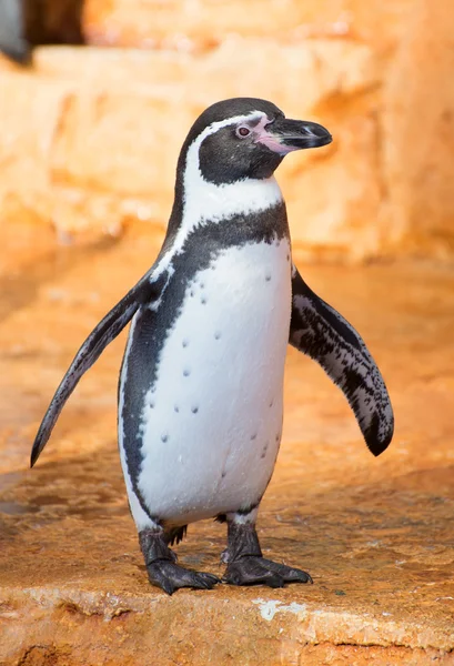 Kayanın üzerinde penguen duran portresi. — Stok fotoğraf