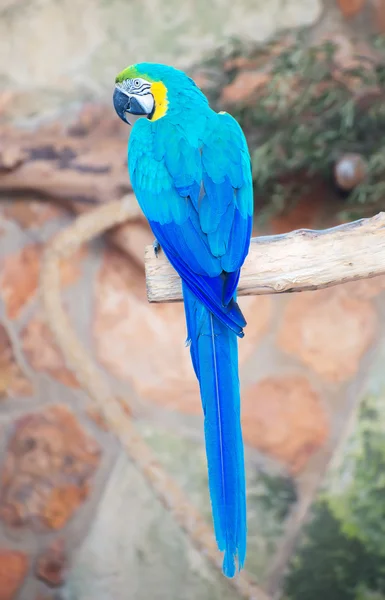 Papegoja sitter på gren i nationalparken. — Stockfoto