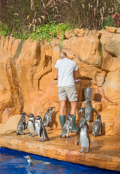 Pingüinos alimentándose. Mujer alimentando pingüinos en zoológico . —  Fotos de Stock