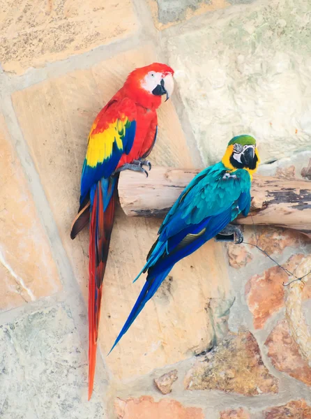 Two parrots sitting on branch in national park. — Stock Photo, Image