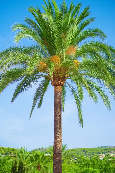 Palma verde sobre el fondo azul del cielo . —  Fotos de Stock