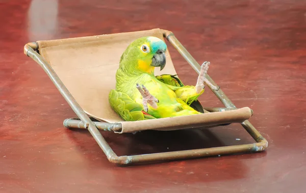 Colorful parrot performing on stage in circus. — Stock Photo, Image