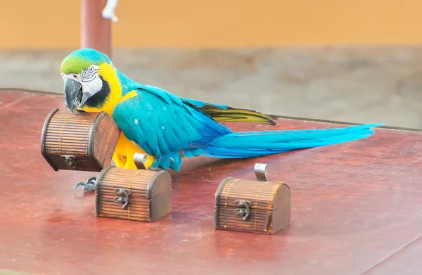 Colorful parrot performing on stage in circus. — Stock Photo, Image