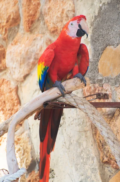 Parrot sitting on branch in national park. — Stock Photo, Image