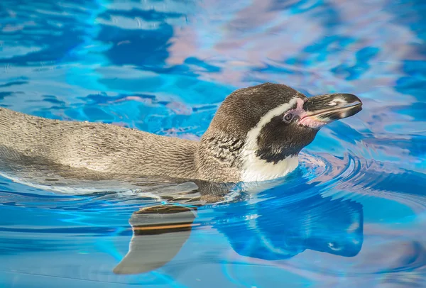 Pequeno pinguim nadando em água azul . — Fotografia de Stock