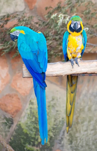 Two parrots sitting on branch in national park. — Stock Photo, Image