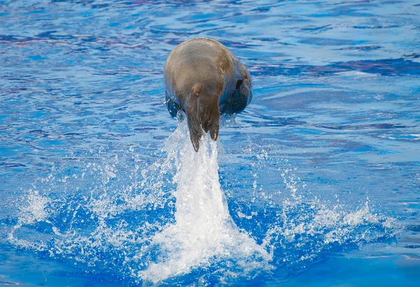 Seehund springt aus Wasserbecken. — Stockfoto