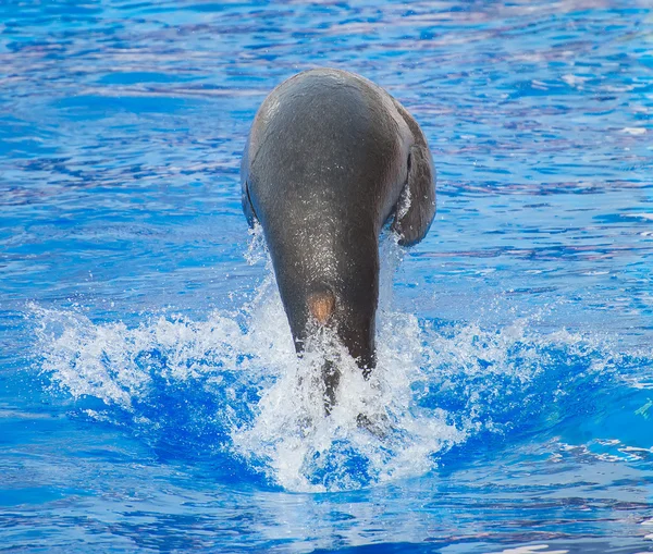 Marine försegla hoppa från vatten pool. — Stockfoto