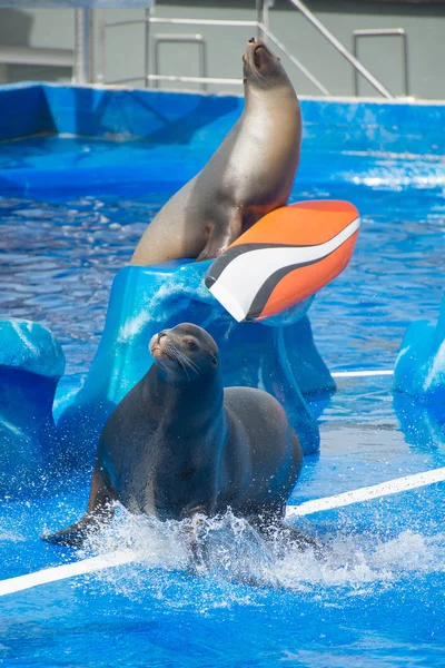 Sirk deniz aslanları su havuzunda gerçekleştirme. — Stok fotoğraf