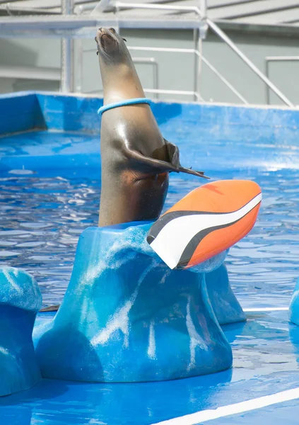 Цирковой морской лев, выступающий в бассейне . — стоковое фото