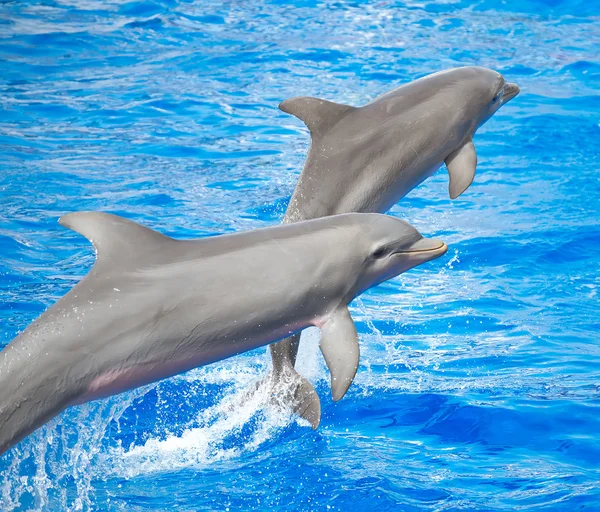 Dos delfines saltando en el mar azul claro . — Foto de Stock