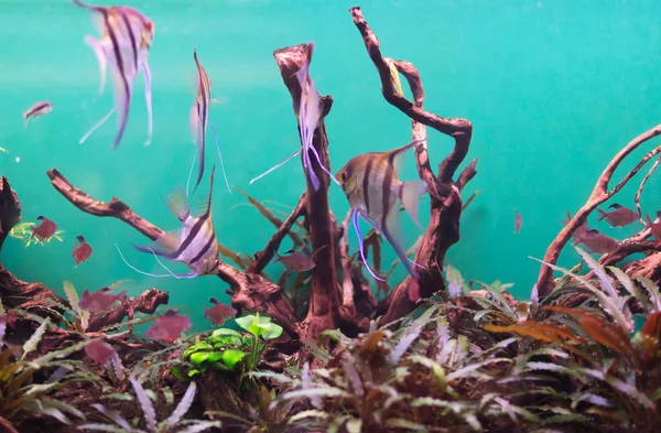 Sötvatten akvarium med växter och fiskar. — Stockfoto