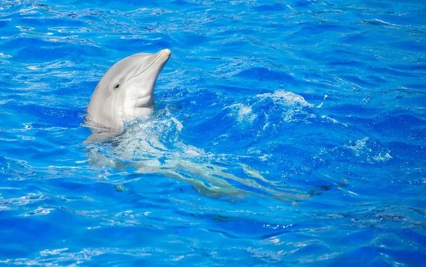 Dolphin har roligt i klarblått hav. Plats för text. — Stockfoto